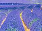 France, Provence. S-Cure pattern in the lavender Art Print